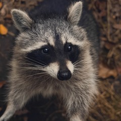 Rinalds Kivlis