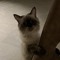 Rawan