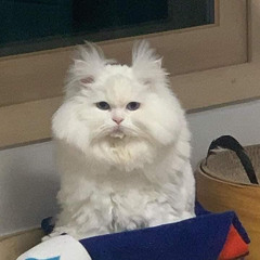 anonymeow
