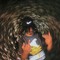 VoolWitaTool