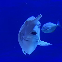 ヒメテングハギ (学名:Naso annulatus) は、テングハギ属の一種[3]。インド太平洋の