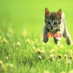 caracoles