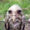 Fentanyl Bird
