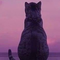 black cat