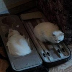 Ксения Кар