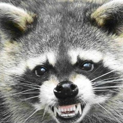 Rabid Raccoon