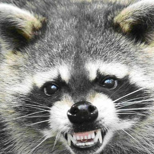 Rabid Raccoon’s avatar