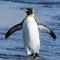 penguinsmelly