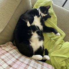 Meowder on the dancefloor