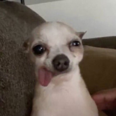 zuleila