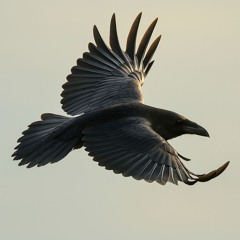 Coraxius