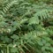 Bush