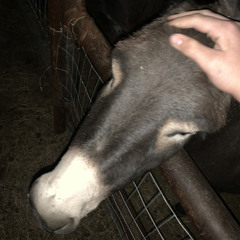 country boy from texas