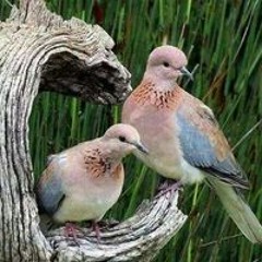 توتا الدهشوري