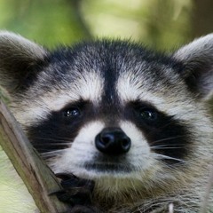 Raccoons