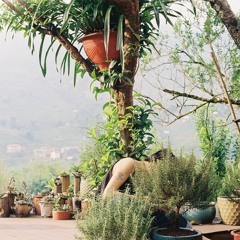 Râu