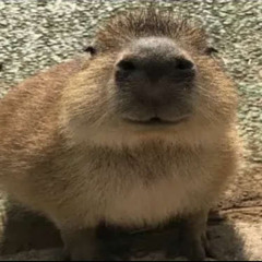 seenybop