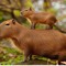 capibarapro212