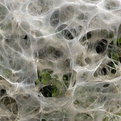 shreddednature
