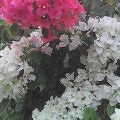 bloatedandforeveralone