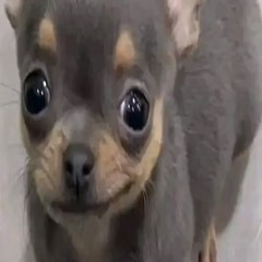 isau