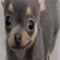 isau