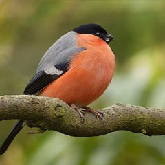blob