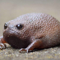 rozeroze