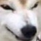 ruffworlock