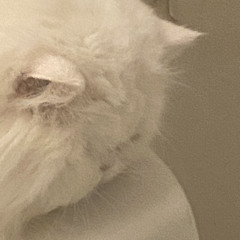 Sleepy kitty :3