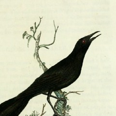 Plague of Grackles