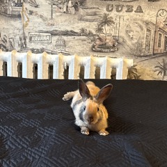 Артемий Бужинский