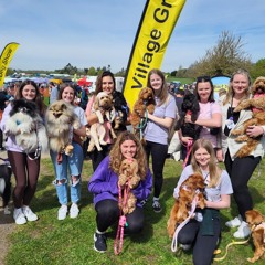 Dog show Live TV