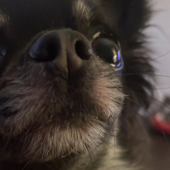 Isla🐶