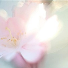 Holyinnocence