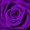 SoulfulPoetKat