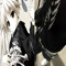 loveucult