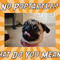 pug king