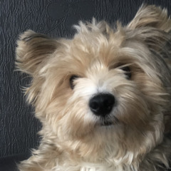 Макс Кольцов