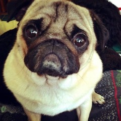 fuck ass pug