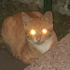 walkinginthemidnight