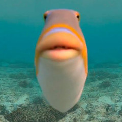 fazoothefish