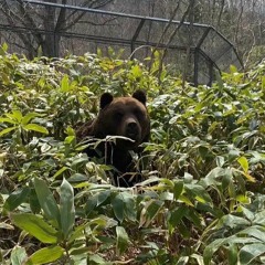 ☆Ursine☆