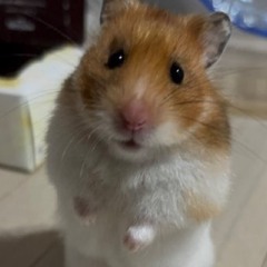 ポニャLee