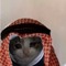 Prince. Schalo