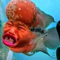 Mustofa Tofa