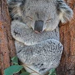 koala