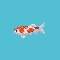 Koi