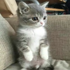 rezi