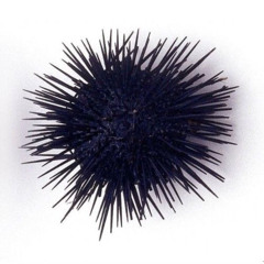 katsuobushi